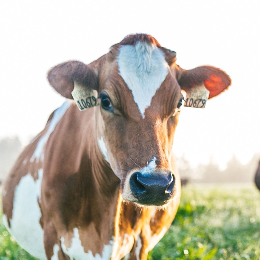 alexandre eco dairy