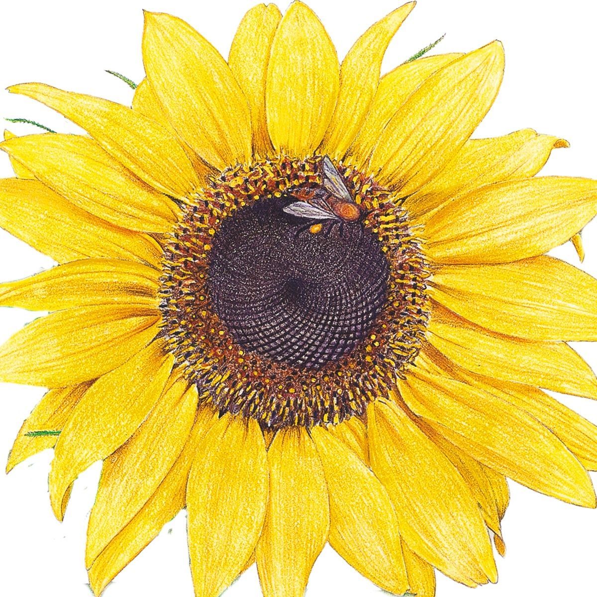 botanical interests