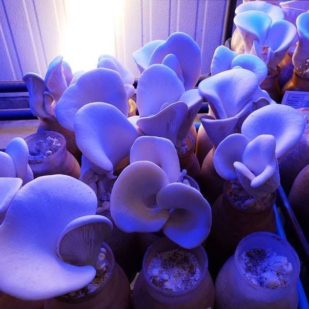 mycopia mushrooms