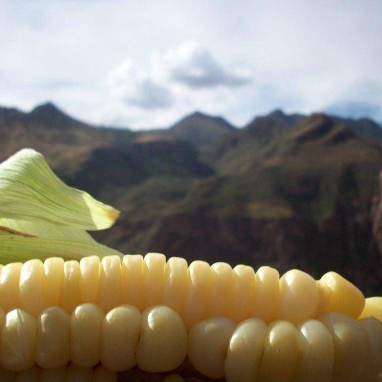 inka crops